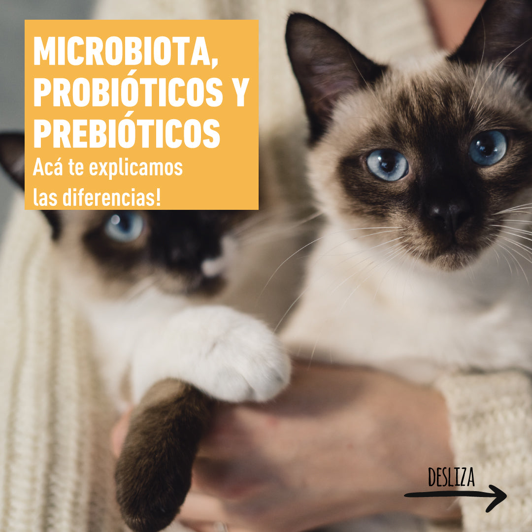 Microbiota, probióticos y prebióticos! Acá te explicamos las diferencias...